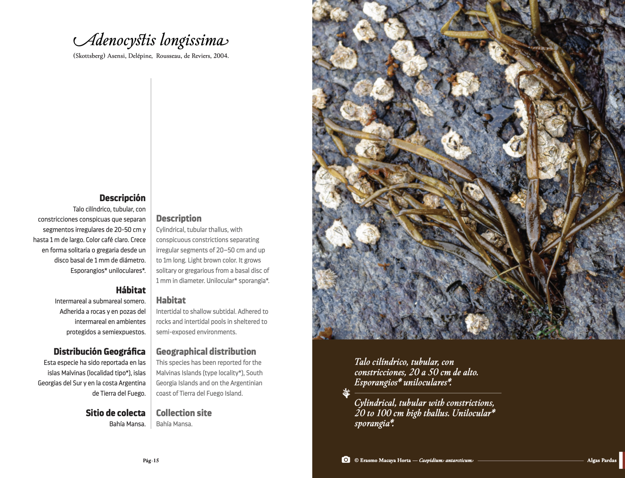 Libro de Algas