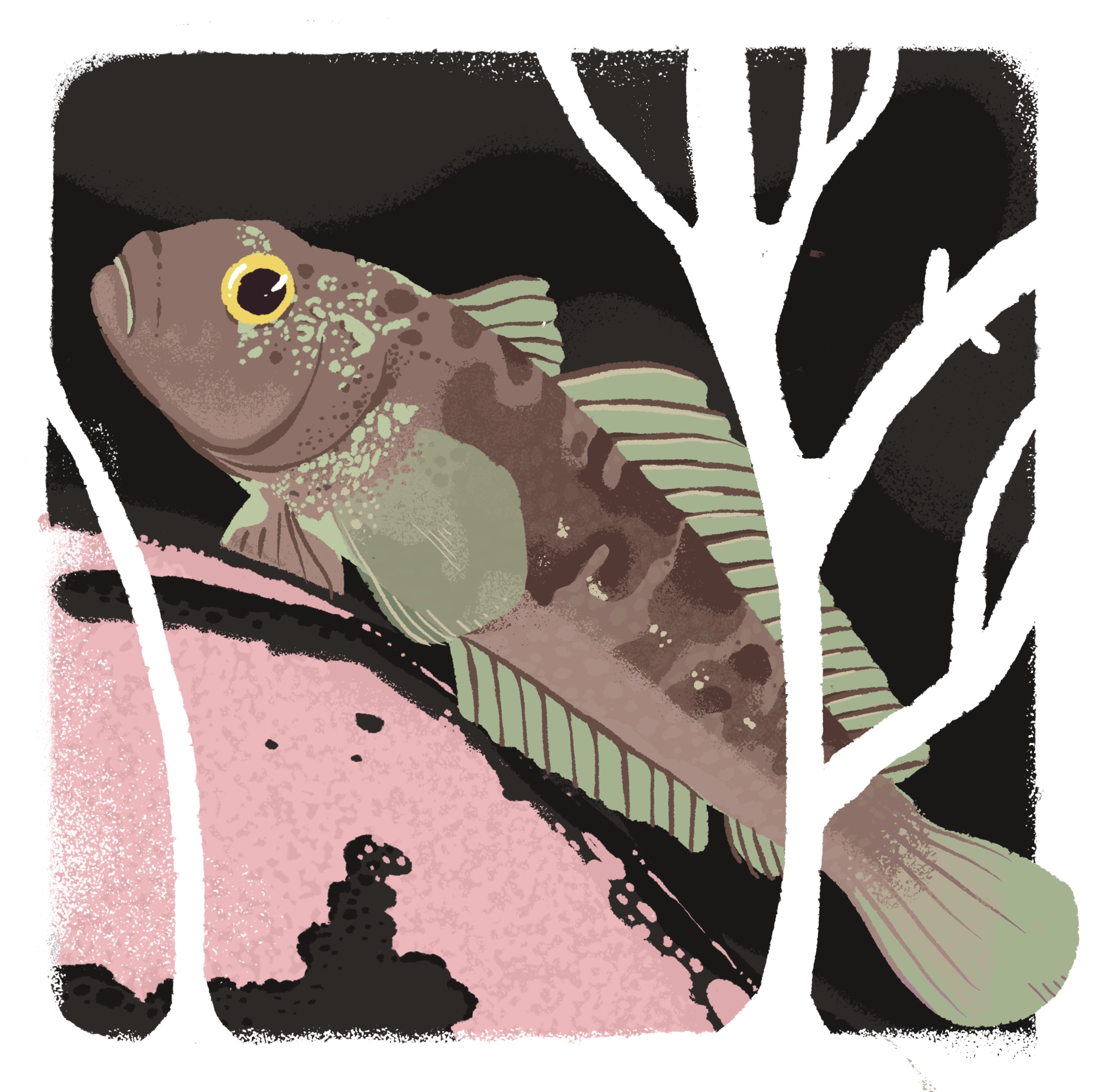 Sobre peces y Antártica