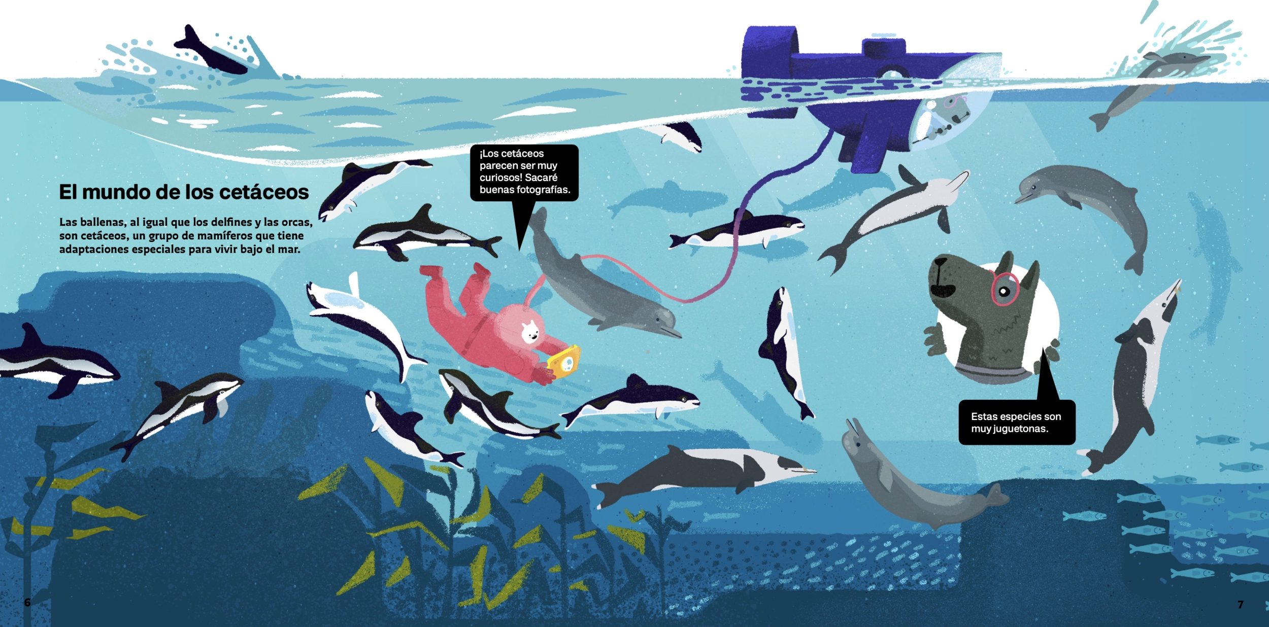 Ballenas de la más grande a la más pequeña