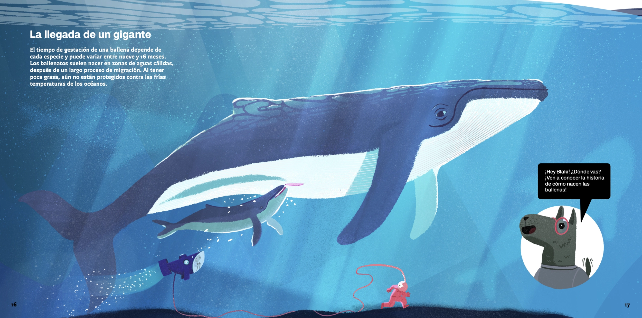 Ballenas de la más grande a la más pequeña