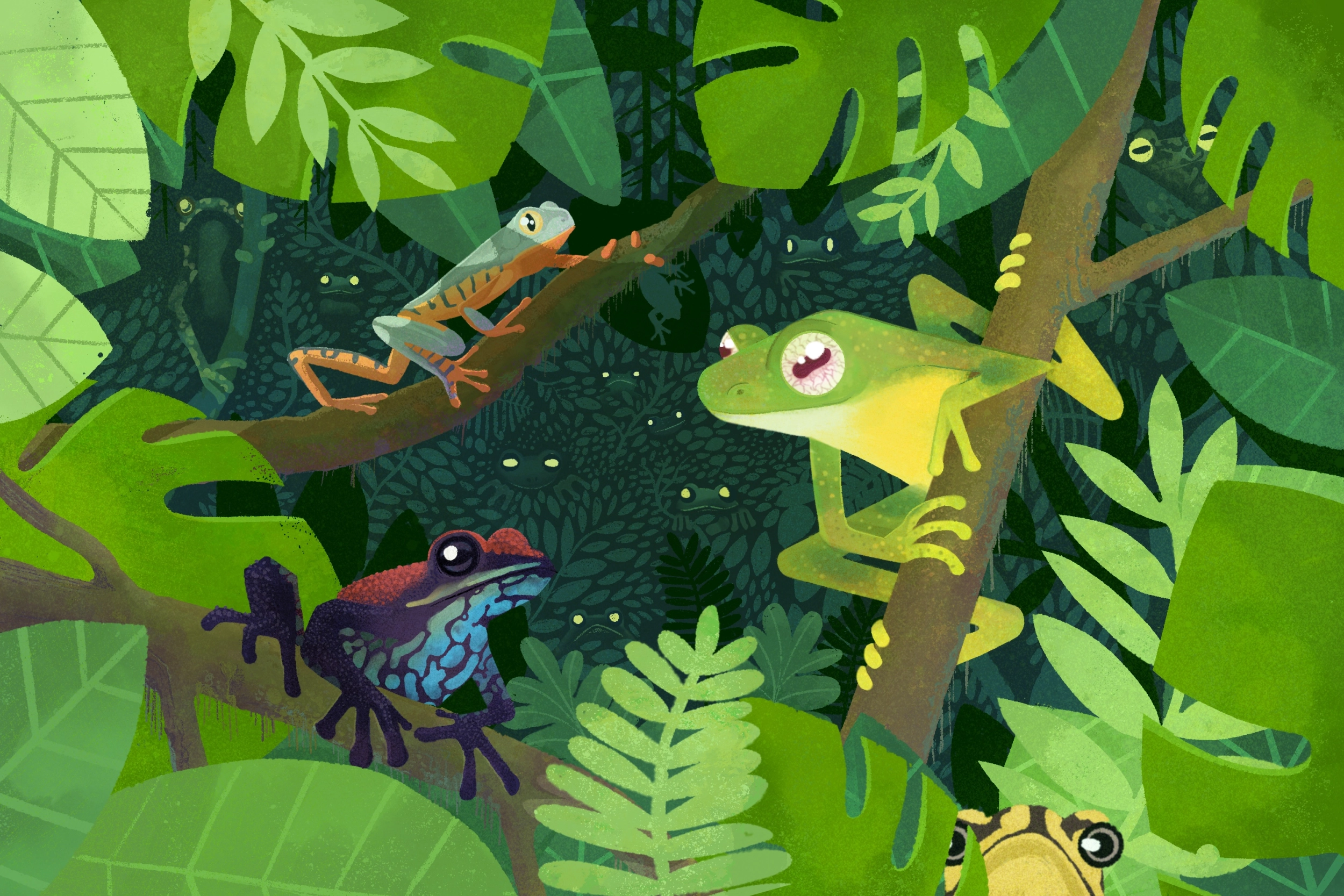 Ilustrando Ecuador, el país de las ranas