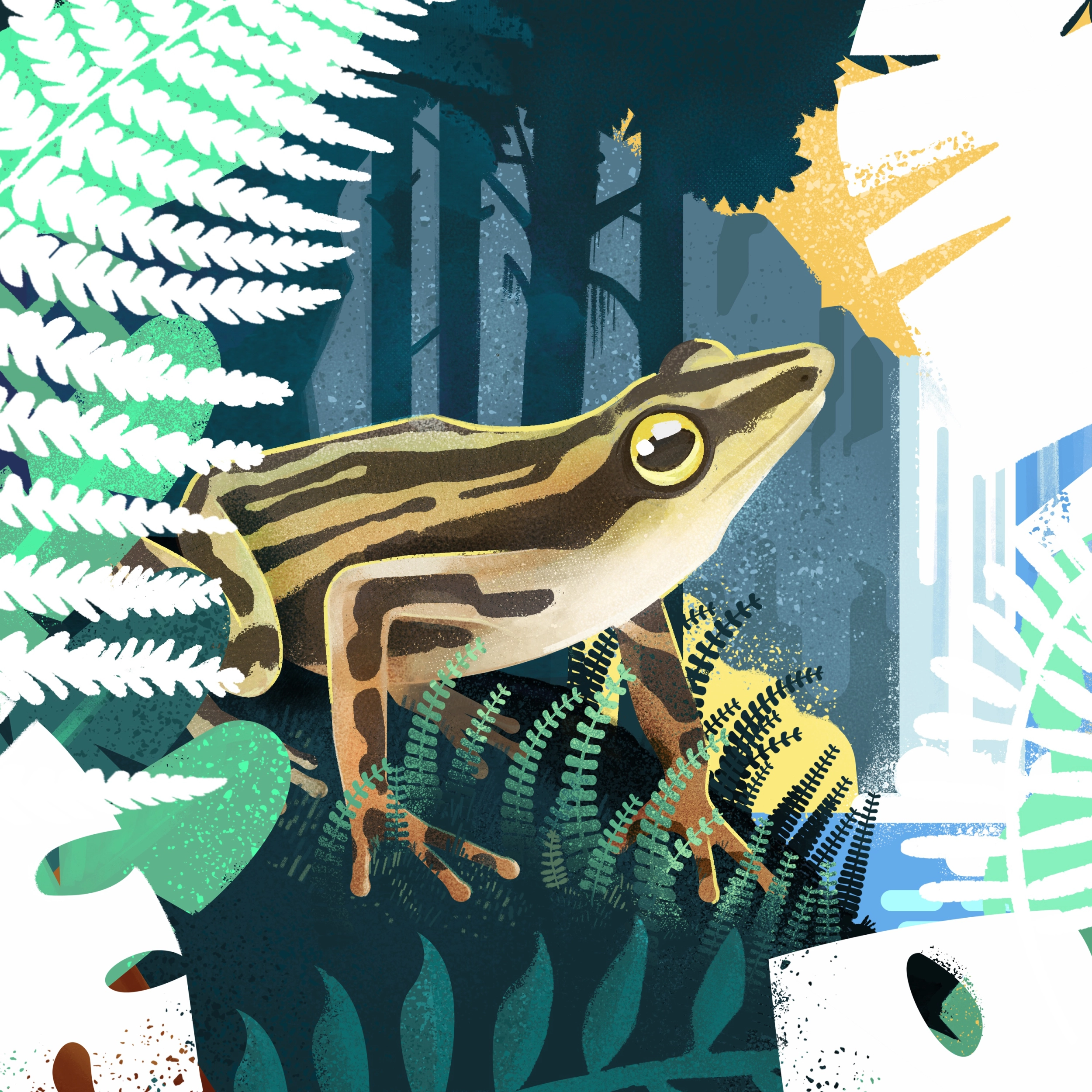 Ilustrando Ecuador, el país de las ranas